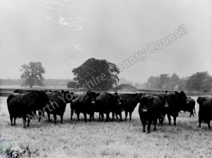 Cattle, Harewood Estate